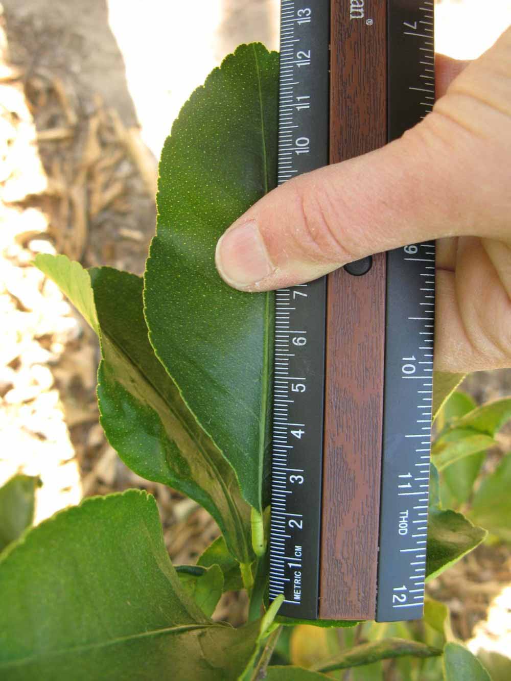            Unifoliolate leaf (Bearss, Winter Haven, FL)   